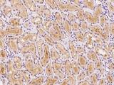MTG1 / Mitochondrial GTPase 1 Antibody - Immunochemical staining of human MTG1 in human kidney with rabbit polyclonal antibody at 1:100 dilution, formalin-fixed paraffin embedded sections.