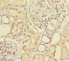 MTHFD2 Antibody - Immunohistochemistry of paraffin-embedded human kidney tissue at dilution of 1:100