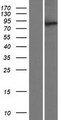 MTMR10 Protein - Western validation with an anti-DDK antibody * L: Control HEK293 lysate R: Over-expression lysate