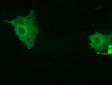 MTMR14 Antibody - Anti-MTMR14 mouse monoclonal antibody  immunofluorescent staining of COS7 cells transiently transfected by pCMV6-ENTRY MTMR14.