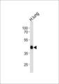 MTRF1 Antibody - Western blot of lysate from human lung tissue lysate, using MTRF1 Antibody. Antibody was diluted at 1:1000 at each lane. A goat anti-rabbit IgG H&L (HRP) at 1:5000 dilution was used as the secondary antibody. Lysate at 35ug per lane.