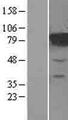MTRR Protein - Western validation with an anti-DDK antibody * L: Control HEK293 lysate R: Over-expression lysate