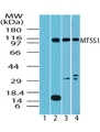 MTSS1 / MIM Antibody - Western blot of MTSS1 in testis lysate: 1) pre immune sera, 2) human, 3) mouse and 4) rat testis using Polyclonal Antibody to MTSS1 at 4 ug/ml, 2 ug/ml and 2 ug/ml, respectively.