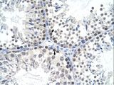 MtTFA / TFAM Antibody - Mouse Testis.  This image was taken for the unconjugated form of this product. Other forms have not been tested.