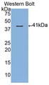 MUC3A Antibody - Western Blot; Sample: Recombinant protein.