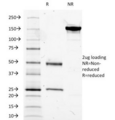MUC5AC Antibody - SDS-PAGE Analysis of Purified, BSA-Free MUC5AC Antibody (clone 2-11M1). Confirmation of Integrity and Purity of the Antibody.