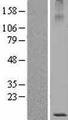 MUCL1 Protein - Western validation with an anti-DDK antibody * L: Control HEK293 lysate R: Over-expression lysate