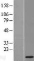 MUSTN1 Protein - Western validation with an anti-DDK antibody * L: Control HEK293 lysate R: Over-expression lysate