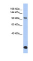 MVP / VAULT1 Antibody - MVP antibody Western blot of COLO205 cell lysate. This image was taken for the unconjugated form of this product. Other forms have not been tested.
