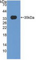 MXRA5 Antibody - Western Blot; Sample: Recombinant MXRA5, Human.