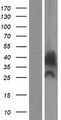 MYADML2 Protein - Western validation with an anti-DDK antibody * L: Control HEK293 lysate R: Over-expression lysate