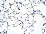 MYBBP1A Antibody - Mouse Lung.  This image was taken for the unconjugated form of this product. Other forms have not been tested.