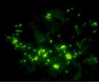 Myc Tag Antibody - Immunofluorescence of human kidney tissue slide using Rabbit Anti-c-Myc-tag Polyclonal Antibody c-Myc-tag Antibody, pAb, Rabbit