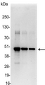 Myc Tag Antibody - Detection of c-myc-tagged protein in 200, 100, and 50ng of E. coli lysate containing tagged fusion protein
