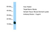 MYCBP Antibody -  This image was taken for the unconjugated form of this product. Other forms have not been tested.