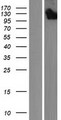 MYCBPAP Protein - Western validation with an anti-DDK antibody * L: Control HEK293 lysate R: Over-expression lysate