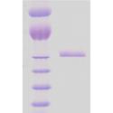 GroEL / Hsp65 Protein - SDS-PAGE of 65kDa M. Bovis Hsp65 protein.