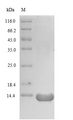 glcB Protein - (Tris-Glycine gel) Discontinuous SDS-PAGE (reduced) with 5% enrichment gel and 15% separation gel.