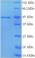 MPT51/MPB51 Antigen Protein