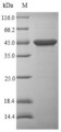 46 kDa surface antigen Protein - (Tris-Glycine gel) Discontinuous SDS-PAGE (reduced) with 5% enrichment gel and 15% separation gel.