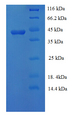 46 kDa surface antigen Protein