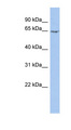 MYEF2 Antibody - MYEF2 antibody Western blot of PANC1 cell lysate. This image was taken for the unconjugated form of this product. Other forms have not been tested.