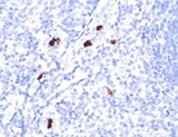 Myeloid Cells Antibody - Formalin-fixed, paraffin-embedded human tonsil stained with Myeloid Cell antibody (SPM298).  This image was taken for the unmodified form of this product. Other forms have not been tested.