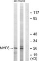 MYF6 / MRF4 Antibody - Western blot analysis of lysates from HepG2 and 293 cells, using MYF6 Antibody. The lane on the right is blocked with the synthesized peptide.