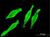 MYL2 Antibody - Immunofluorescence of monoclonal antibody to MYL2 on HeLa cell . [antibody concentration 10 ug/ml]