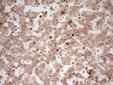 MYL4 Antibody - IHC of paraffin-embedded Human embryonic liver tissue using anti-MYL4 mouse monoclonal antibody. (Heat-induced epitope retrieval by 1 mM EDTA in 10mM Tris, pH8.5, 120°C for 3min).