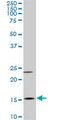 MYL6 Antibody - MYL6 monoclonal antibody (M03), clone 1D6. Western blot of MYL6 expression in Raw 264.7.