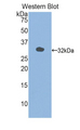 MYLK3 Antibody - Western blot of recombinant MYLK3 / MLCK.  This image was taken for the unconjugated form of this product. Other forms have not been tested.