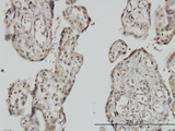 MYNN Antibody - Immunoperoxidase of monoclonal antibody to MYNN on formalin-fixed paraffin-embedded human placenta. [antibody concentration 1 ug/ml]