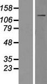 MYO1F Protein - Western validation with an anti-DDK antibody * L: Control HEK293 lysate R: Over-expression lysate