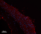 Myosin Heavy Chain Antibody - Rat carotid artery frozen sections were stained with Poly6212, followed by anti-rabbit Alexa Fluor 594 and DAPI staining.