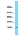 MZT1 Antibody - MZT1 antibody Western Blot of 293T. Antibody dilution: 1 ug/ml.  This image was taken for the unconjugated form of this product. Other forms have not been tested.