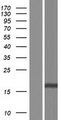 MZT2A / FAM128A Protein - Western validation with an anti-DDK antibody * L: Control HEK293 lysate R: Over-expression lysate