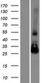 NAA11 / ARD1B Protein - Western validation with an anti-DDK antibody * L: Control HEK293 lysate R: Over-expression lysate