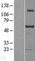 NAB1 Protein - Western validation with an anti-DDK antibody * L: Control HEK293 lysate R: Over-expression lysate