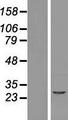 NACA2 Protein - Western validation with an anti-DDK antibody * L: Control HEK293 lysate R: Over-expression lysate