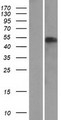 NAF1 Protein - Western validation with an anti-DDK antibody * L: Control HEK293 lysate R: Over-expression lysate