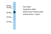 NAGA Antibody -  This image was taken for the unconjugated form of this product. Other forms have not been tested.