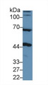 NAGA Antibody - Western Blot; Sample: Rat Cerebrum lysate; Primary Ab: 1µg/ml Rabbit Anti-Human NAGa Antibody Second Ab: 0.2µg/mL HRP-Linked Caprine Anti-Rabbit IgG Polyclonal Antibody