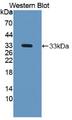 NAGLU Antibody - Western Blot; Sample: Recombinant protein.