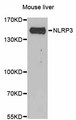 NALP3 / NLRP3 Antibody - Western blot analysis of extracts of Mouse liver cells.