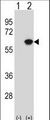 NAP1L1 Antibody - Western blot of NAP1L1 (arrow) using rabbit polyclonal NAP1L1 Antibody. 293 cell lysates (2 ug/lane) either nontransfected (Lane 1) or transiently transfected (Lane 2) with the NAP1L1 gene.