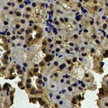 NAP1L1 Antibody - Immunohistochemical analysis of NAP1L1 staining in human kidney formalin fixed paraffin embedded tissue section. The section was pre-treated using heat mediated antigen retrieval with sodium citrate buffer (pH 6.0). The section was then incubated with the antibody at room temperature and detected using an HRP conjugated compact polymer system. DAB was used as the chromogen. The section was then counterstained with hematoxylin and mounted with DPX.
