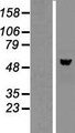 NAP1L2 / BPX Protein - Western validation with an anti-DDK antibody * L: Control HEK293 lysate R: Over-expression lysate