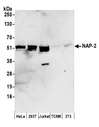 NAP1L4 Antibody - Detection of human NAP-2 by western blot. Samples: Whole cell lysate (50 µg) from HeLa, HEK293T, Jurkat, mouse TCMK-1, and mouse NIH 3T3 cells prepared using NETN lysis buffer. Antibodies: Affinity purified rabbit anti-NAP-2 antibody used for WB at 0.1 µg/ml. Detection: Chemiluminescence with an exposure time of 3 minutes.