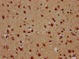 NAP1L5 Antibody - Immunohistochemistry Dilution at 1:600 and staining in paraffin-embedded human brain tissue performed on a Leica BondTM system. After dewaxing and hydration, antigen retrieval was mediated by high pressure in a citrate buffer (pH 6.0). Section was blocked with 10% normal Goat serum 30min at RT. Then primary antibody (1% BSA) was incubated at 4°C overnight. The primary is detected by a biotinylated Secondary antibody and visualized using an HRP conjugated SP system.